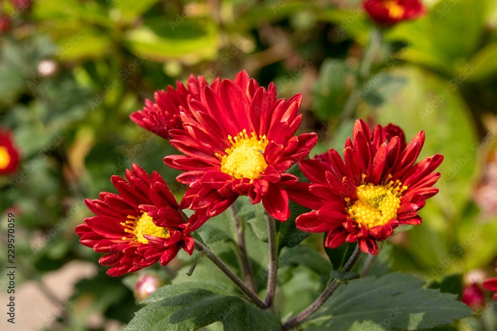 赤い小菊 Stock Photo Adobe Stock 赤い小菊 Stock Photo Adobe Stock