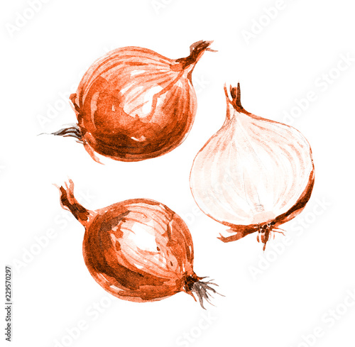 Onions, watercolor illustration.