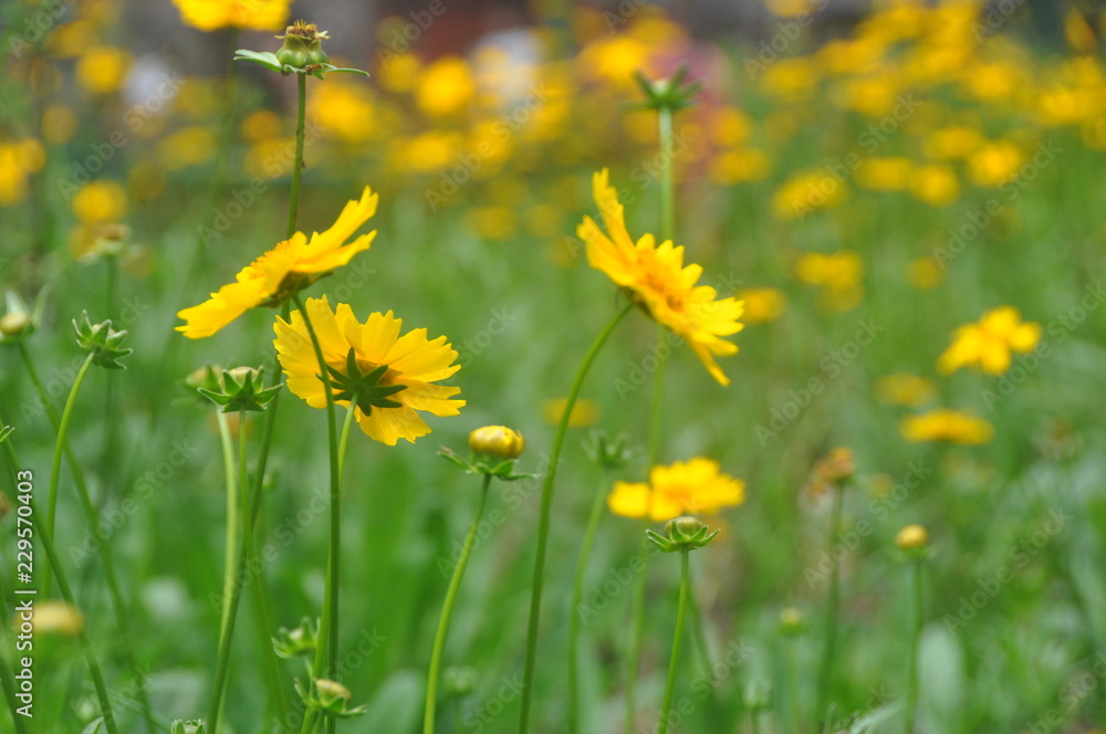 Blooming coreopsis flowers in a field