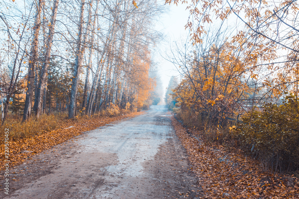 Fototapeta premium Beautiful forest with different trees