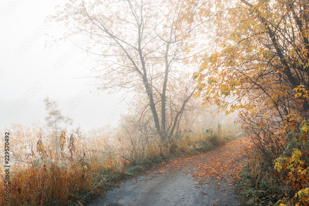 Beautiful forest with different trees Beautiful forest with different trees