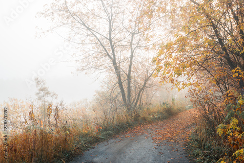 Beautiful forest with different trees