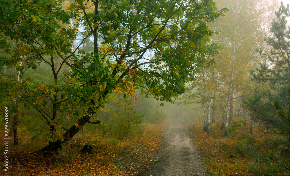 walk in the autumn forest. fog. autumn colors. melancholy.