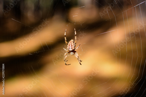 Spider in its environment, the cob web