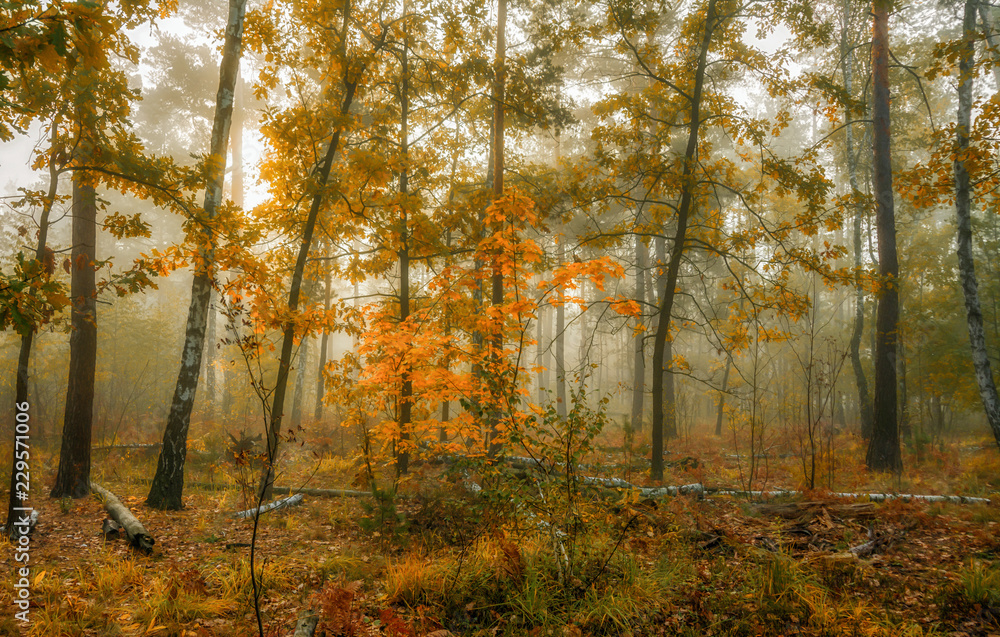 Obraz premium walk in the autumn forest. fog. autumn colors. melancholy.