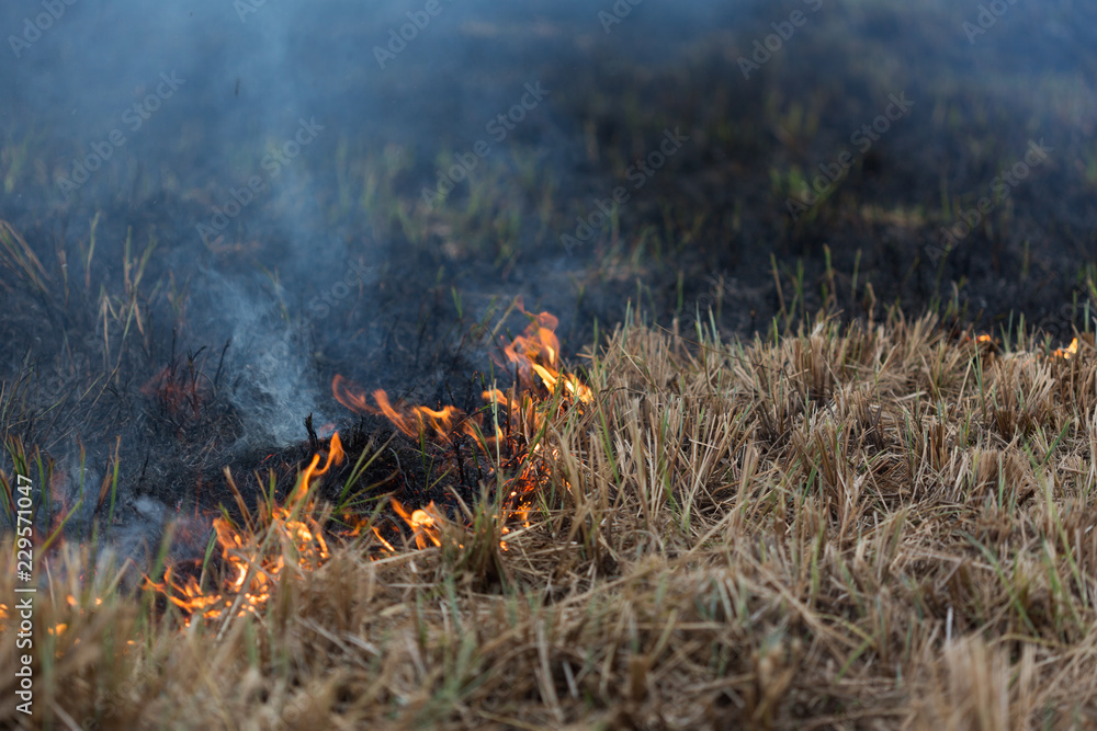 Fire at the Swamp