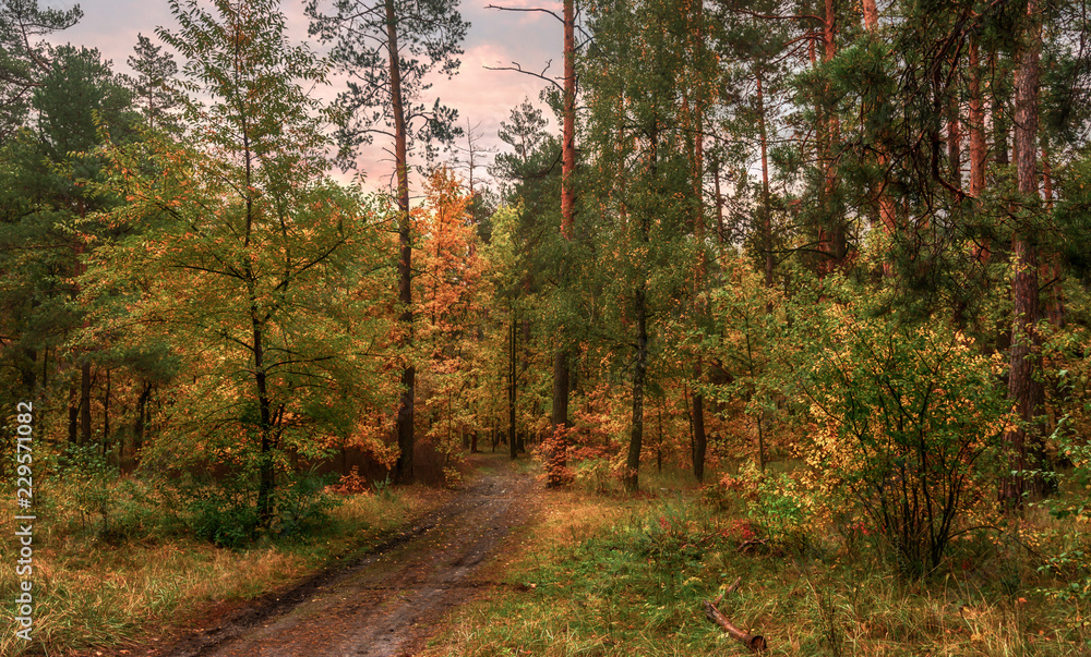 walk in the autumn forest. evening. autumn colors. sunset.