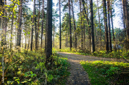 Fototapeta Naklejka Na Ścianę i Meble -  Beautiful forest with different trees