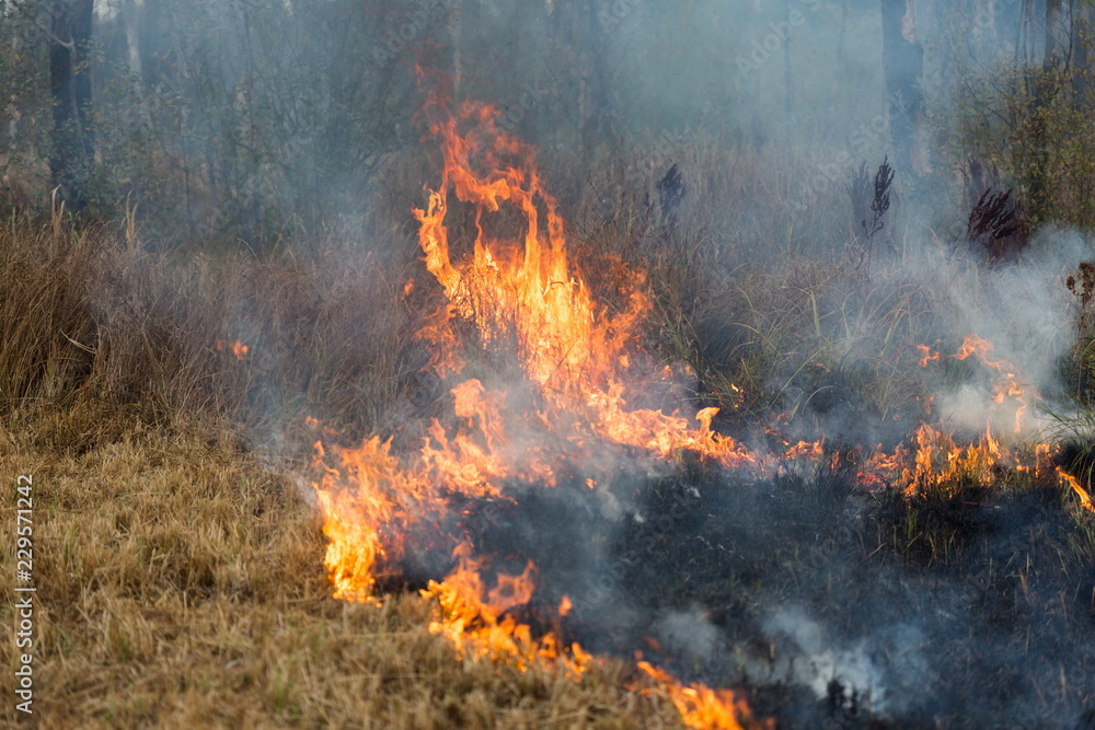 Fire at the Swamp