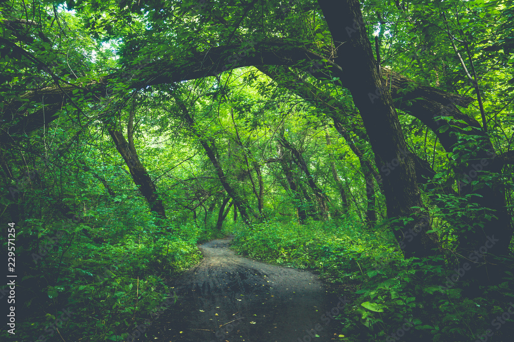 Beautiful forest with different trees