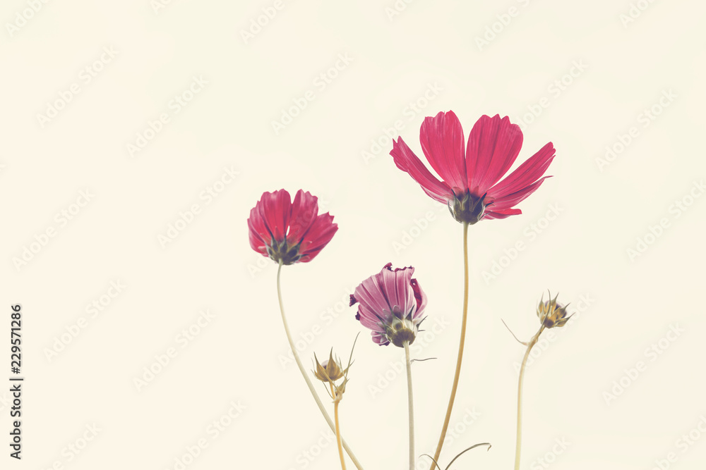 Fototapeta premium Pink Cosmos flowers