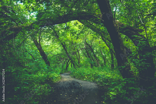 Beautiful forest with different trees