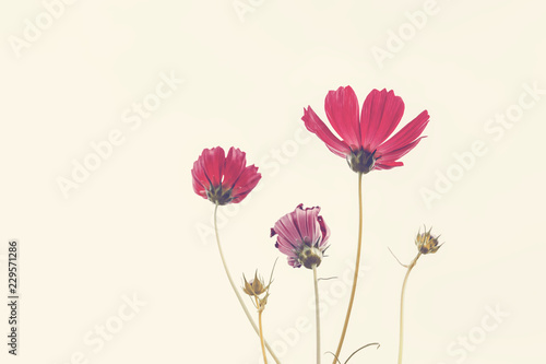 Pink Cosmos flowers