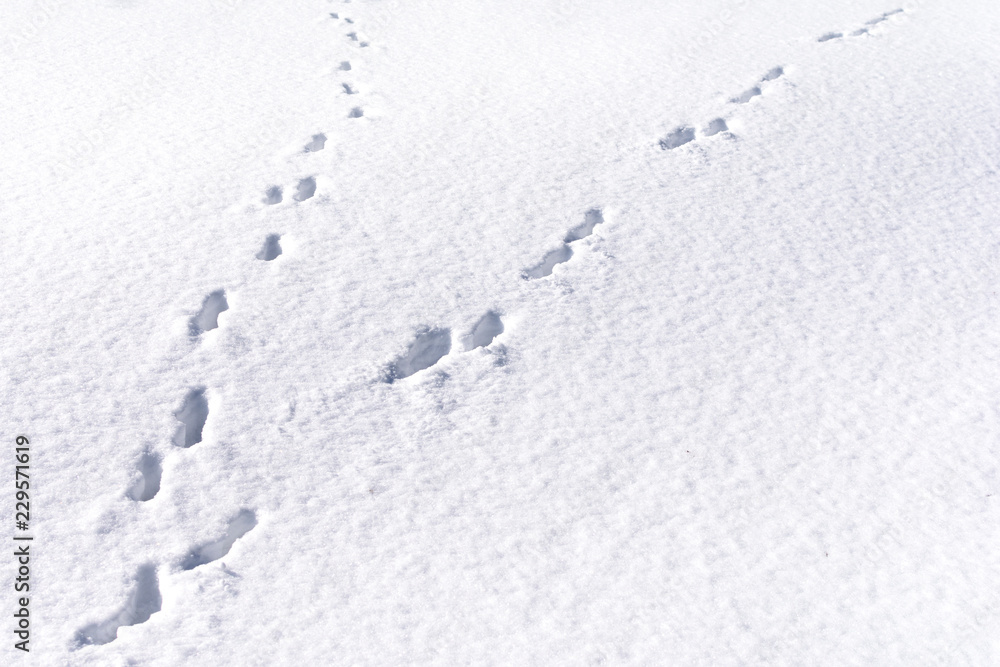 Hare foot tracks in snow forest. winter background Hare foot tracks in snow forest. winter background
