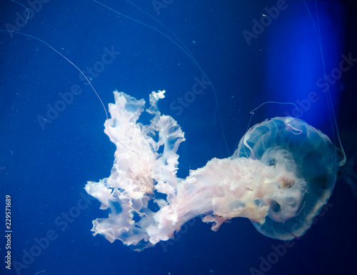 jellyfish medusa　animal　creature