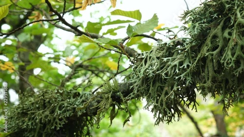 Dense green lichen (Evernia prunastri) on an oak tree branch in an autumnal mountain forest. photo