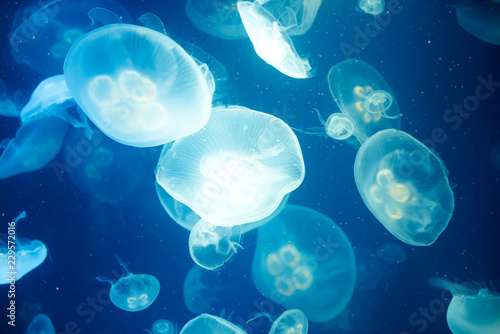 jellyfish medusa　creature　animal　insect © ISAMU