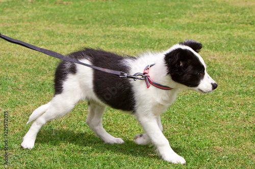 Baby border collie puppy learning to walk on the lead