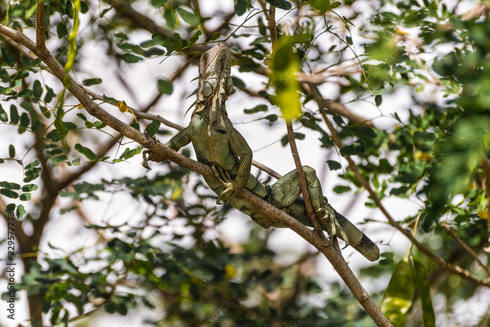 Fototapeta premium Green iguana without tail on tree branch - Martinique tropical island, Caribbean