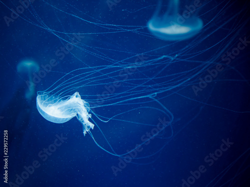 jellyfish medusa　creature animal