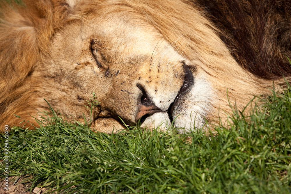 Naklejka premium Sleeping Lion, showing head laying on grass