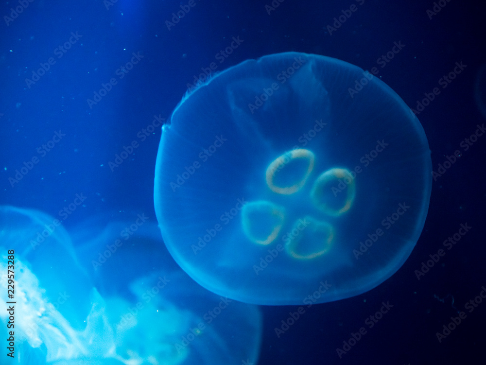 jellyfish medusa insect water jellyfish medusa insect water