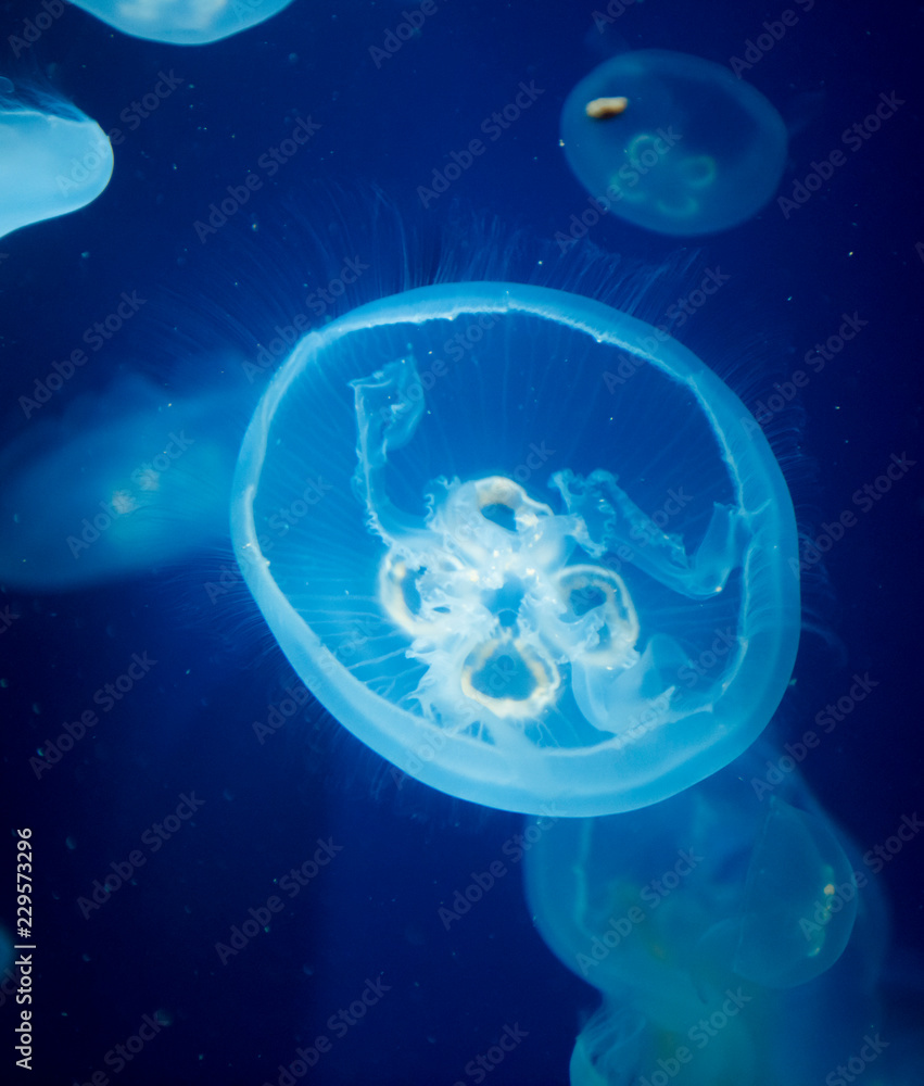 jellyfish medusa insect water jellyfish medusa insect water