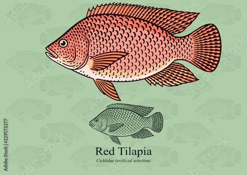 Red Tilapia. Vector illustration with refined details and optimized stroke that allows the image to be used in small sizes (in packaging design, decoration, educational graphics, etc.)