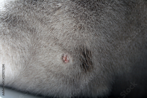 Foto papiloma cat disease cat