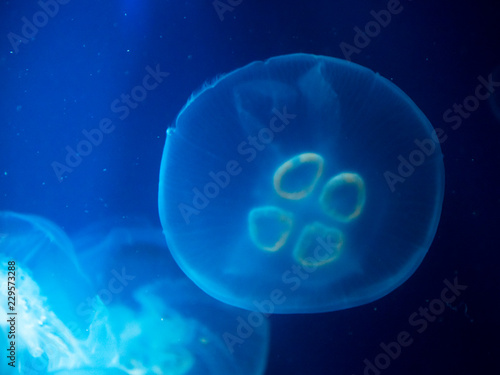 jellyfish medusa　insect　water