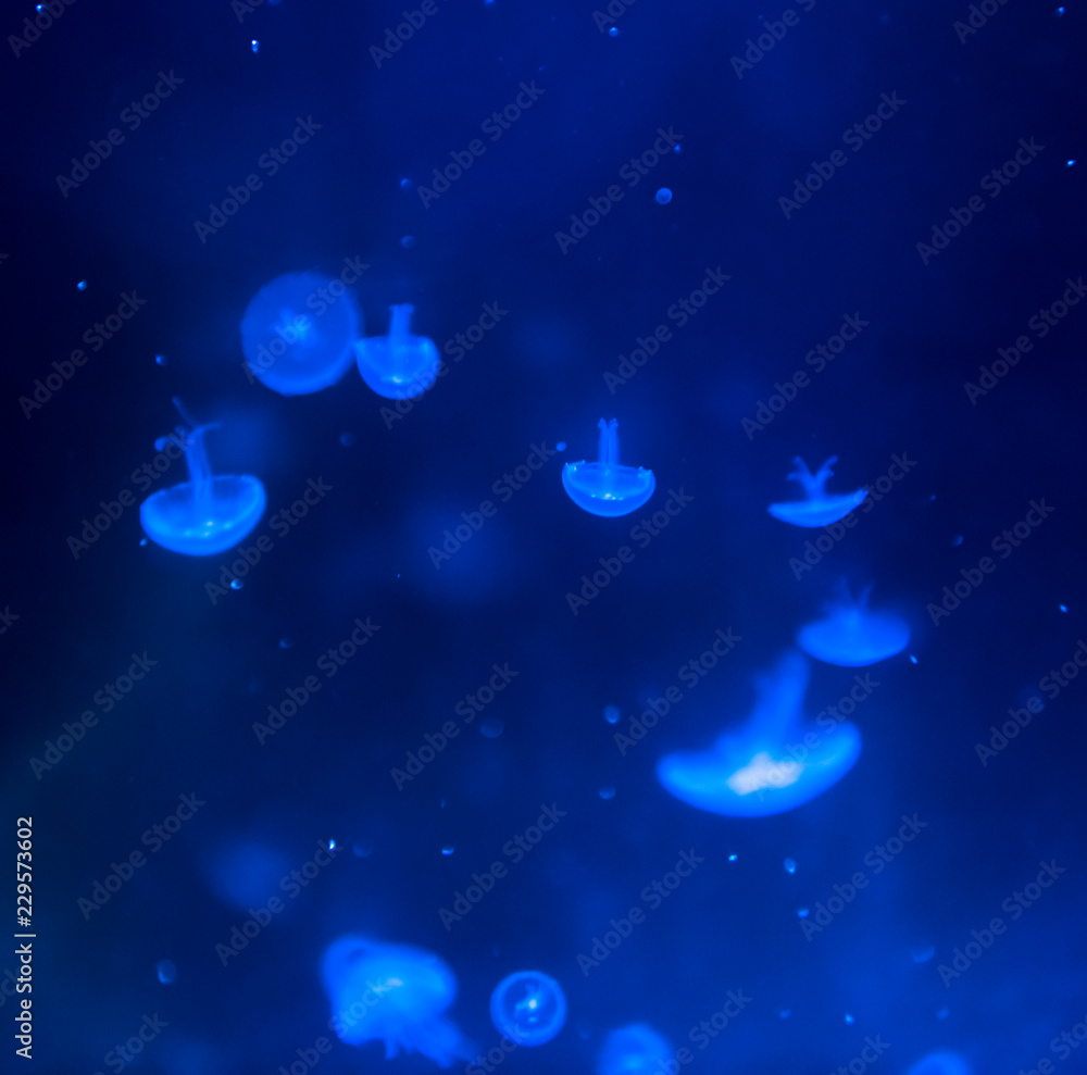 jellyfish medusa insect water jellyfish medusa insect water