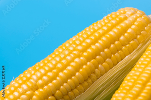 fresh organic corn on blue ...