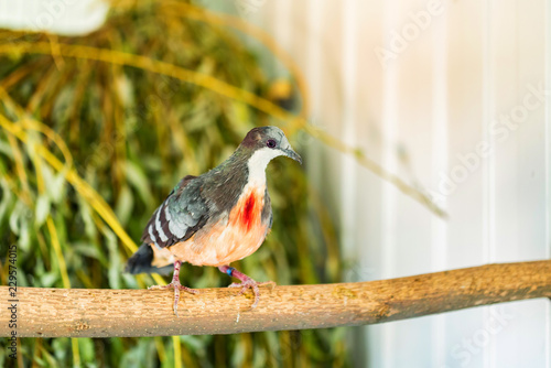 Close up Luzon Bleeding-Heart Dove or Gallicolumba luzonica photo