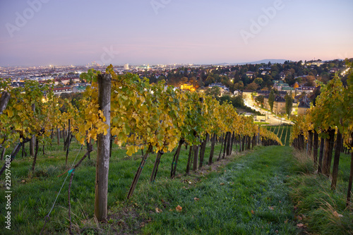 Beautiful sunset mood in the suburban vineyards of Vienna in autumn. Evening cityscape in the background.