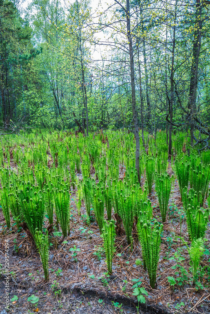 Plant Ostrich ordinary or black Saran (lat. Matteuccia struthiopteris) Plant Ostrich ordinary or black Saran (lat. Matteuccia struthiopteris)
