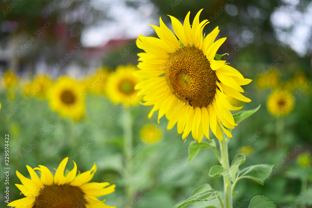 Fototapeta premium Sunflower natural background, Sunflower blooming, Behind sun flower.