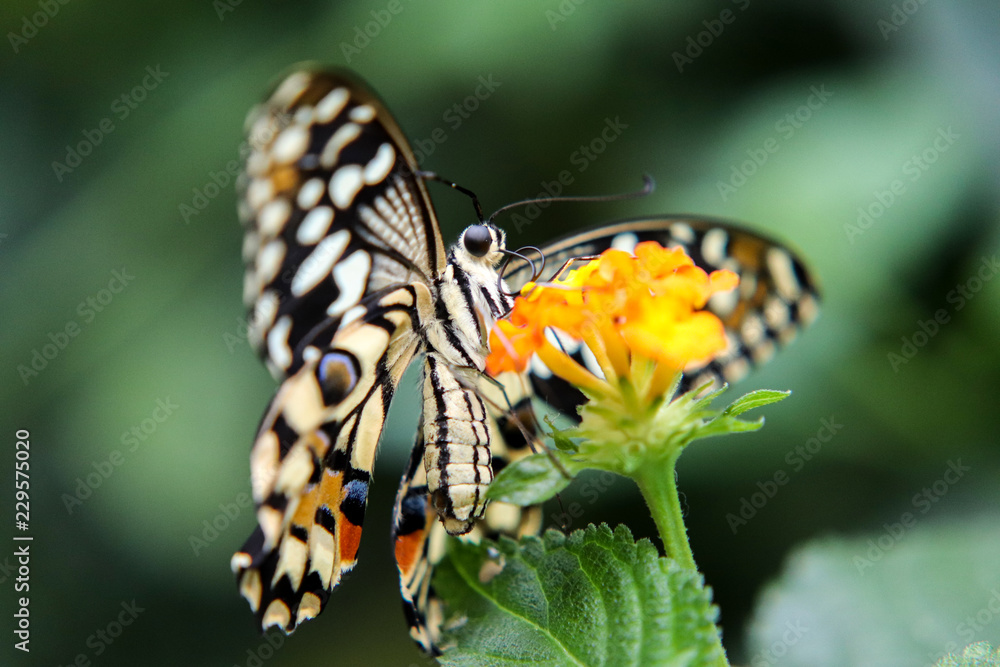 Fototapeta premium Baby butterfly 5 minutes out of his cocon