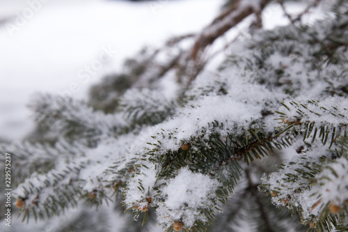 Winter scene with Frosted pine branches