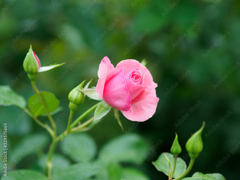 優しいピンクの薔薇