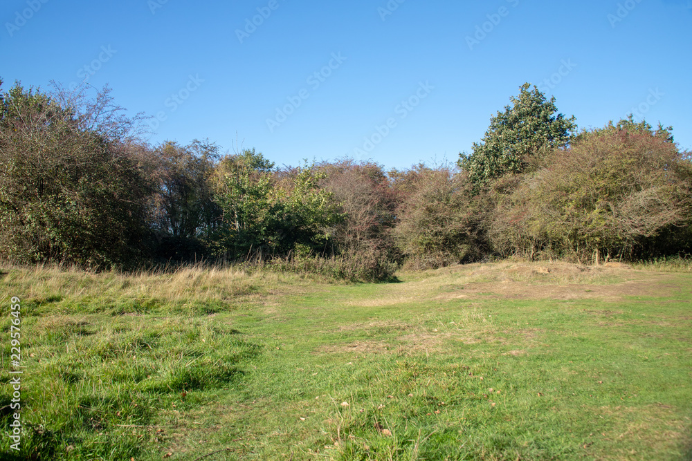 tree in field on horizon