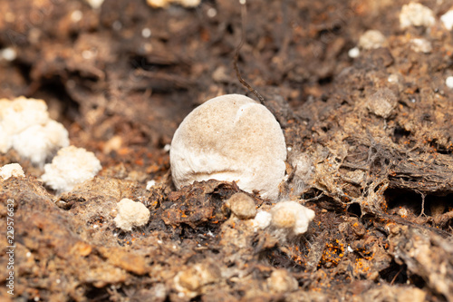 Volvariella volvacea mushroom grow from cultivation in the farm.