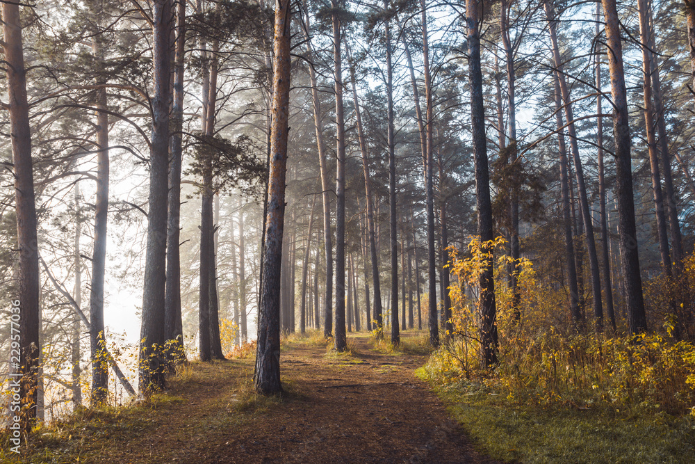 Pathway through beautiful forest with different trees 