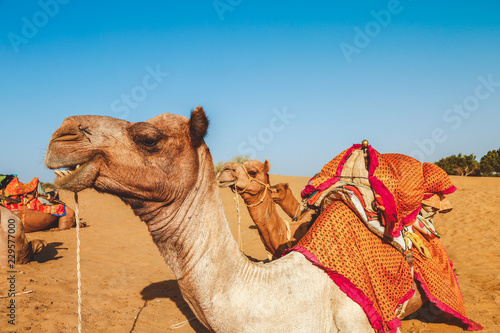 Camels in the desert 