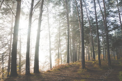 Pathway through beautiful forest with different trees 