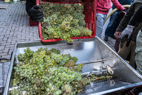 Process of crushing the grapes in winemaking photo