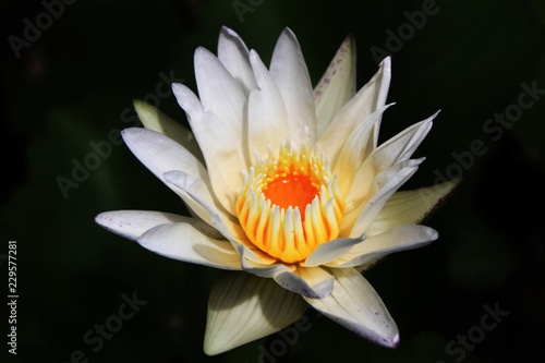 white water lily