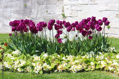 Flowerbed of pink tulips
