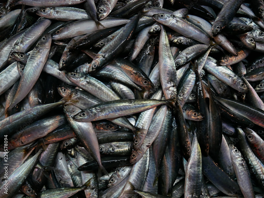 fresh fish in the market