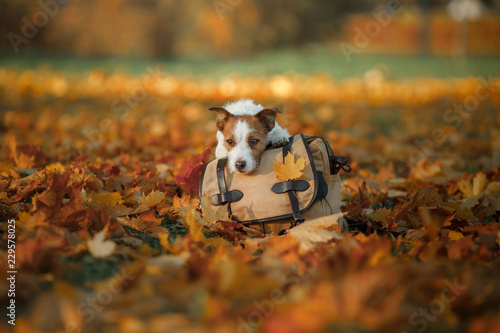 travelling with a dog. Pet autumn in the Park. Yellow leaves and bag. Autumn mood © Anna Averianova