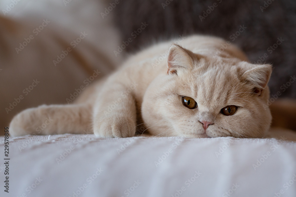 Obraz premium Kräftig und typvoll - BKH Britisch Kurzhaar Kater in creme auf Couch
